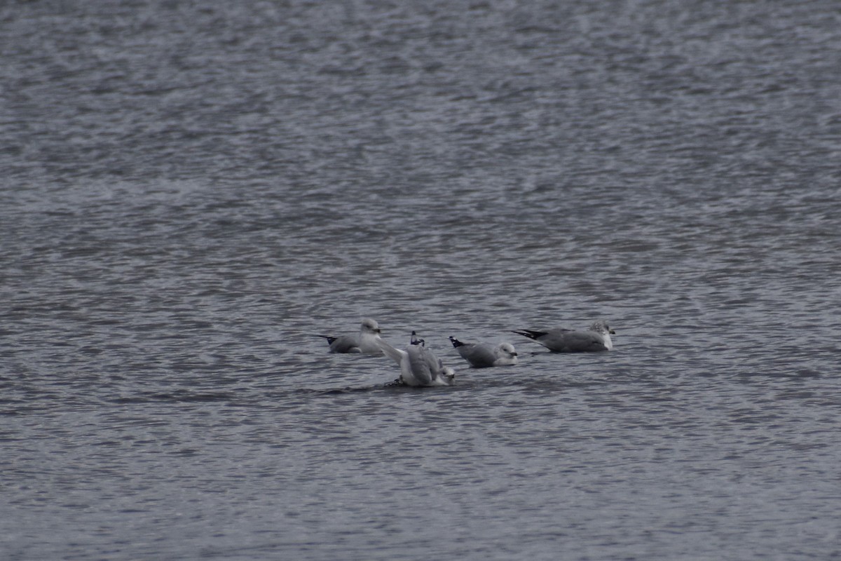 Ring-billed Gull - ML626623436