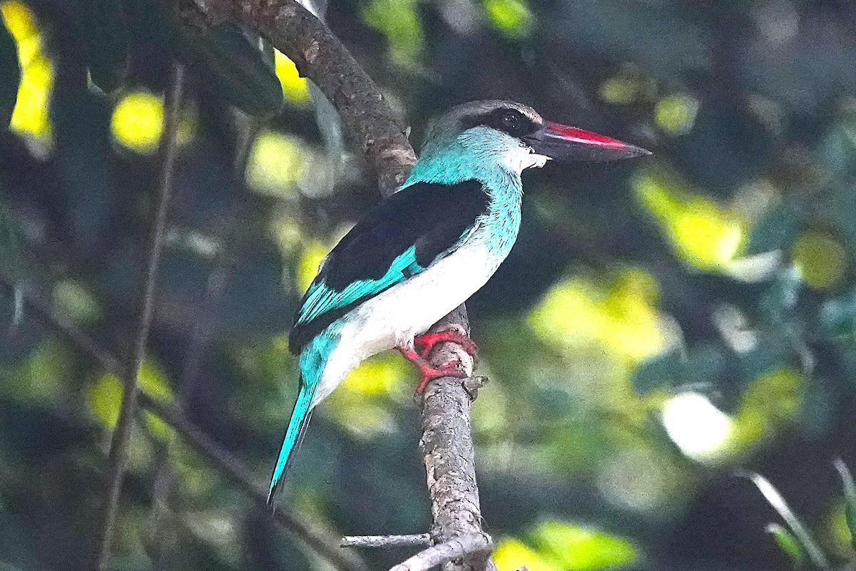 Blue-breasted Kingfisher - ML626623453