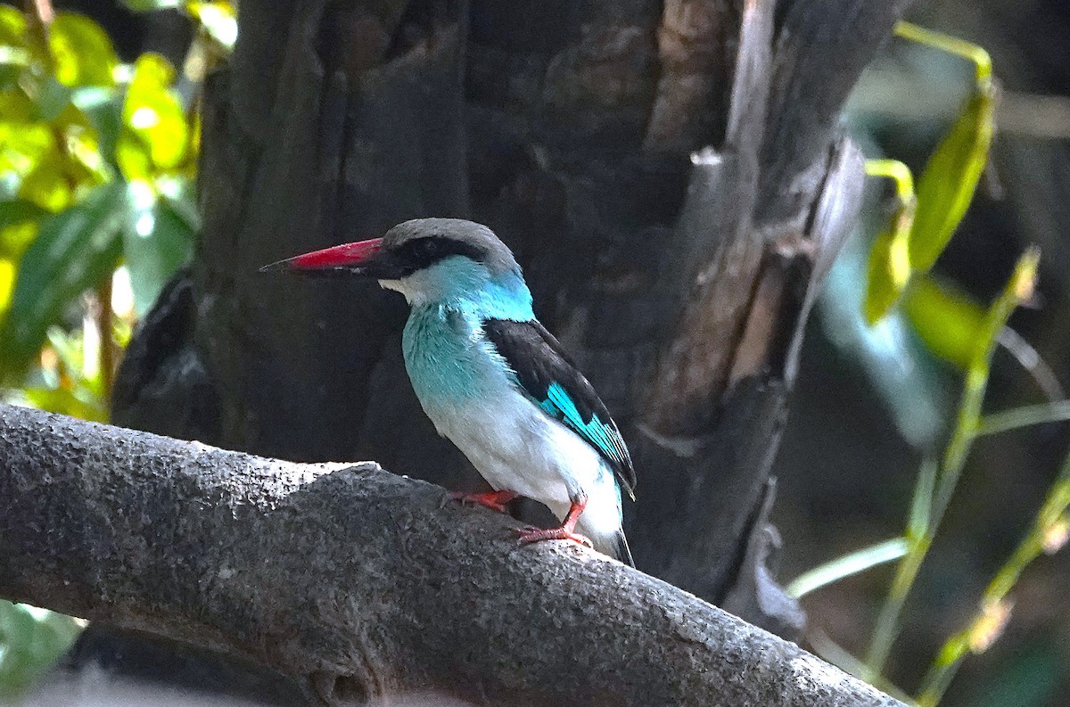 Blue-breasted Kingfisher - ML626623454