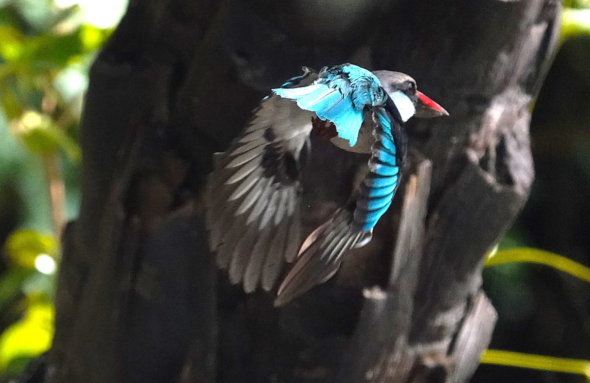 Blue-breasted Kingfisher - ML626623455