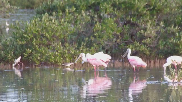 Roseate Spoonbill - ML626623472