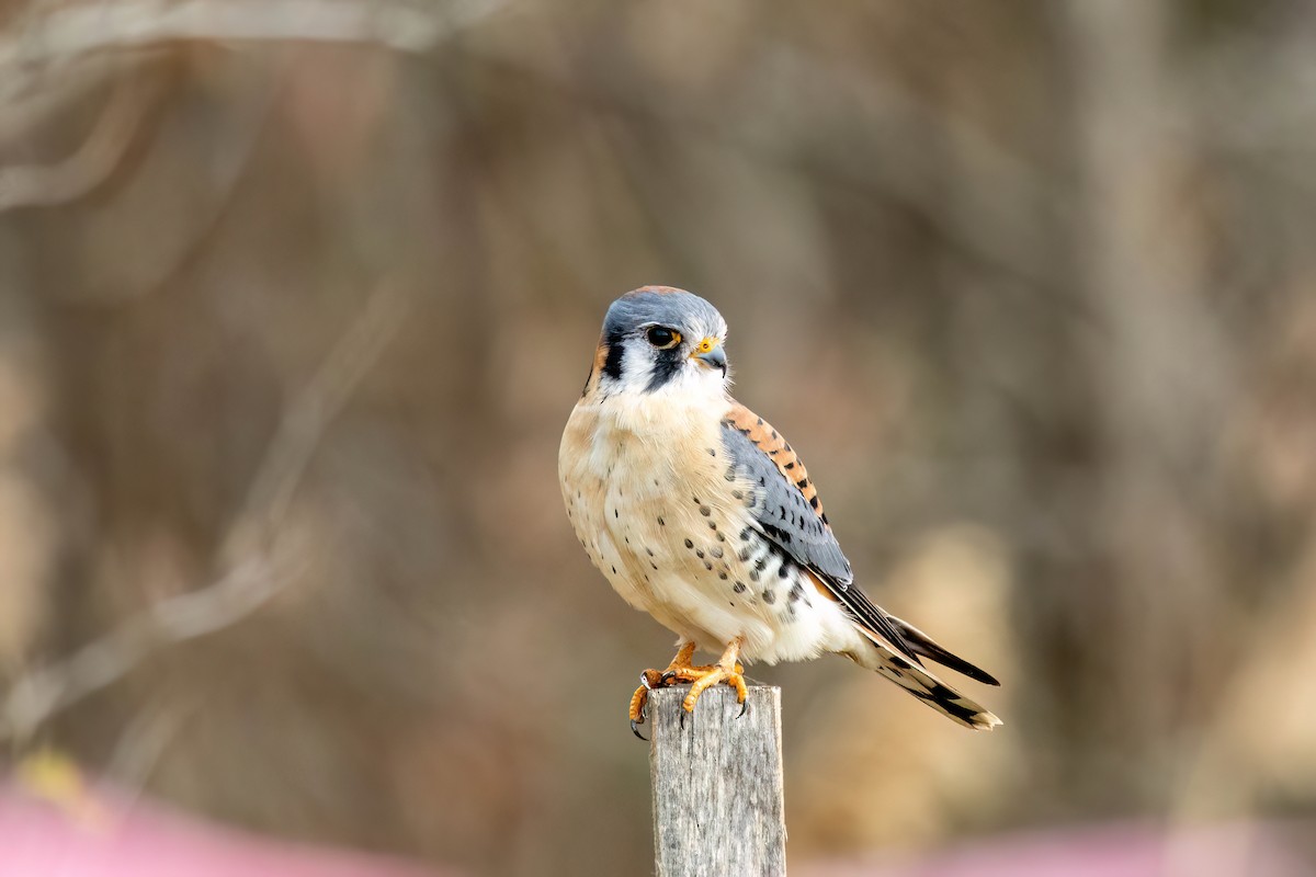 American Kestrel - ML626623473