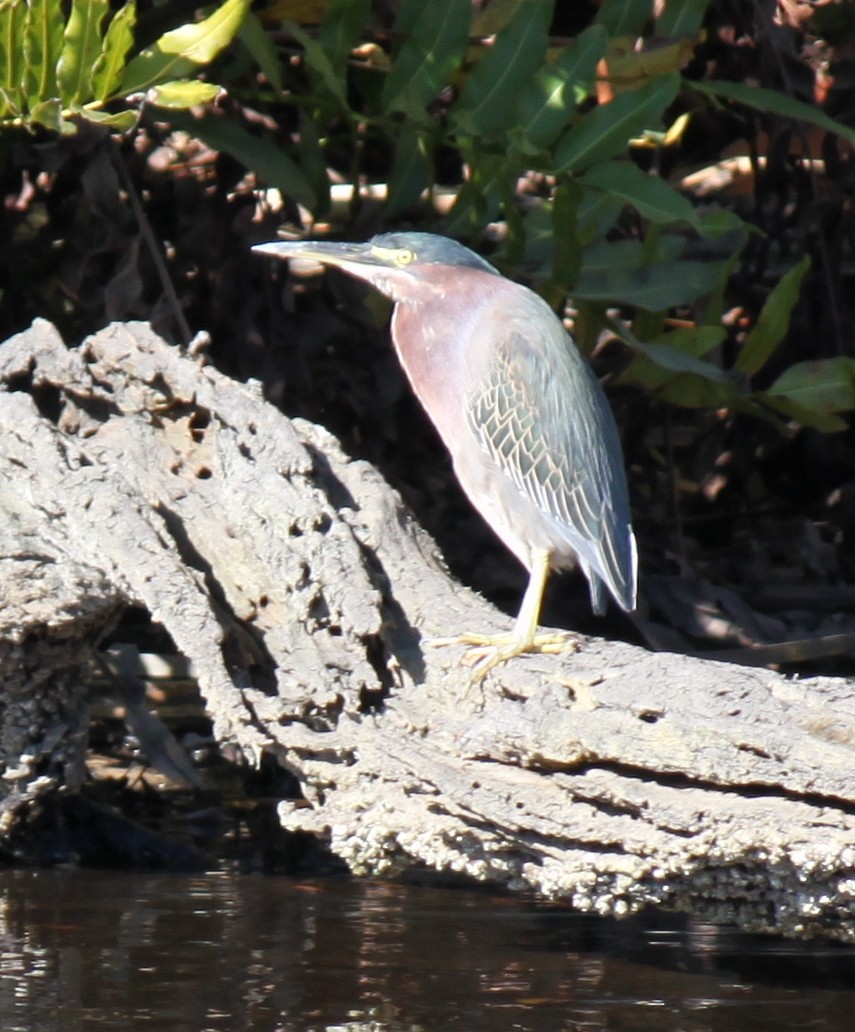 Green Heron - ML626623503