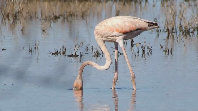 American Flamingo - ML626623561