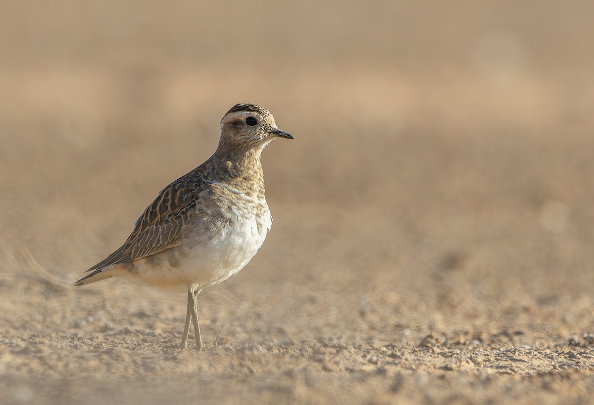 Eurasian Dotterel - ML626623600