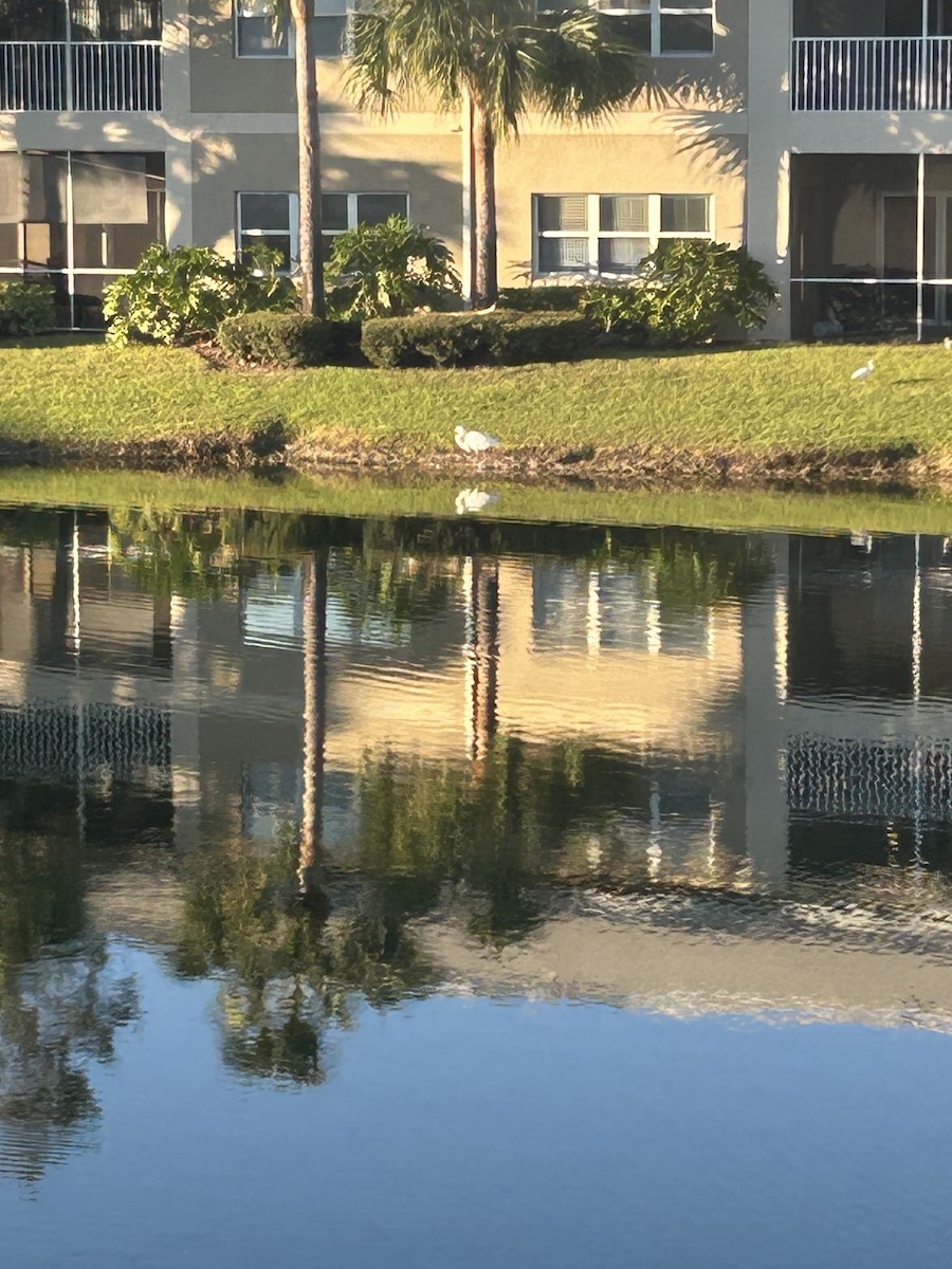 Great Blue Heron - ML626623849