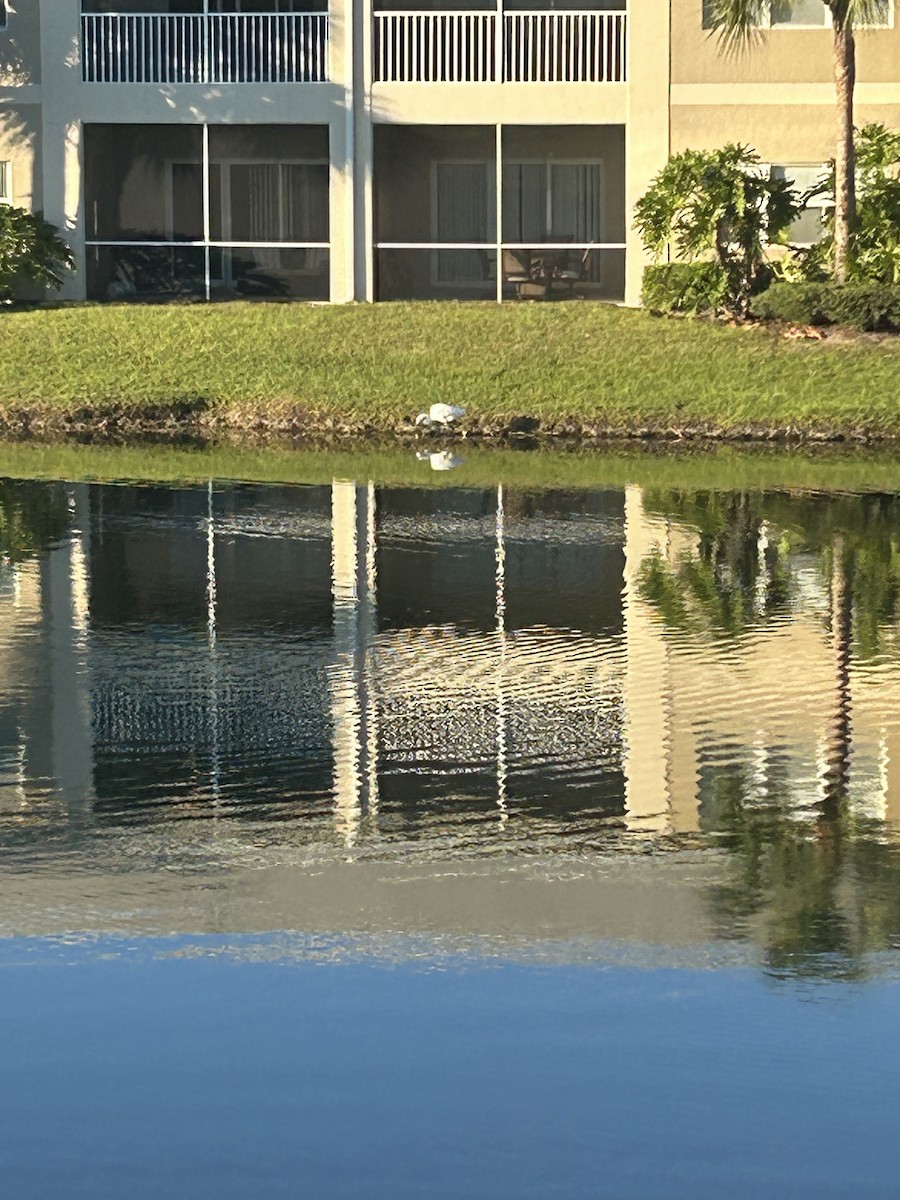 Great Blue Heron - ML626623851