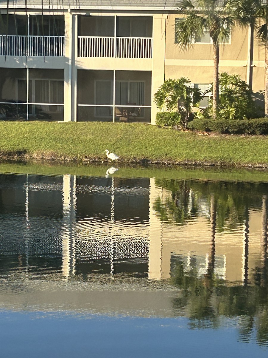 Great Blue Heron - ML626623852