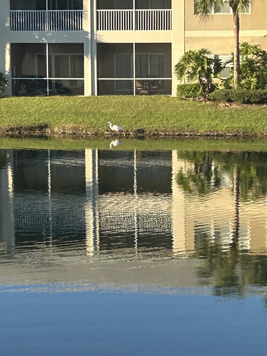 Great Blue Heron - ML626623853