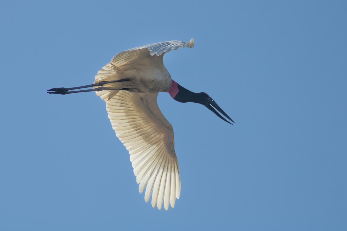 Jabiru - ML626623856