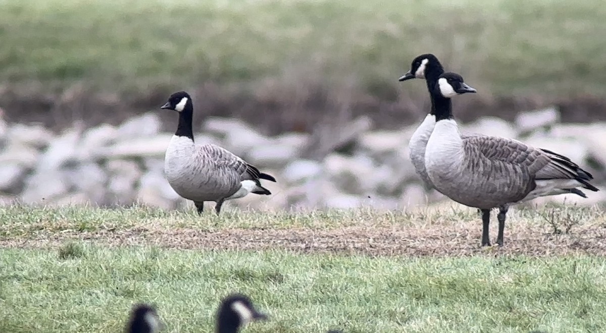 Branta kanadar txikia - ML626623857