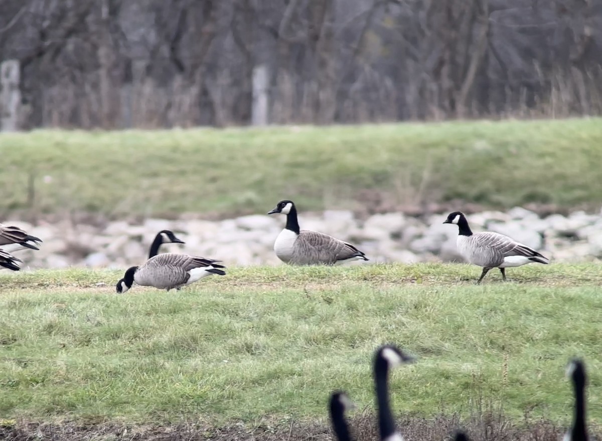 Branta kanadar txikia - ML626623858