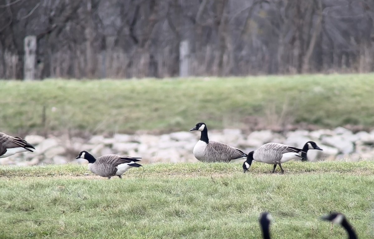 Branta kanadar txikia - ML626623859