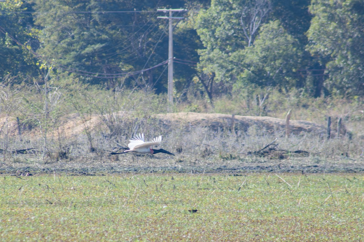 Jabiru - ML626623872