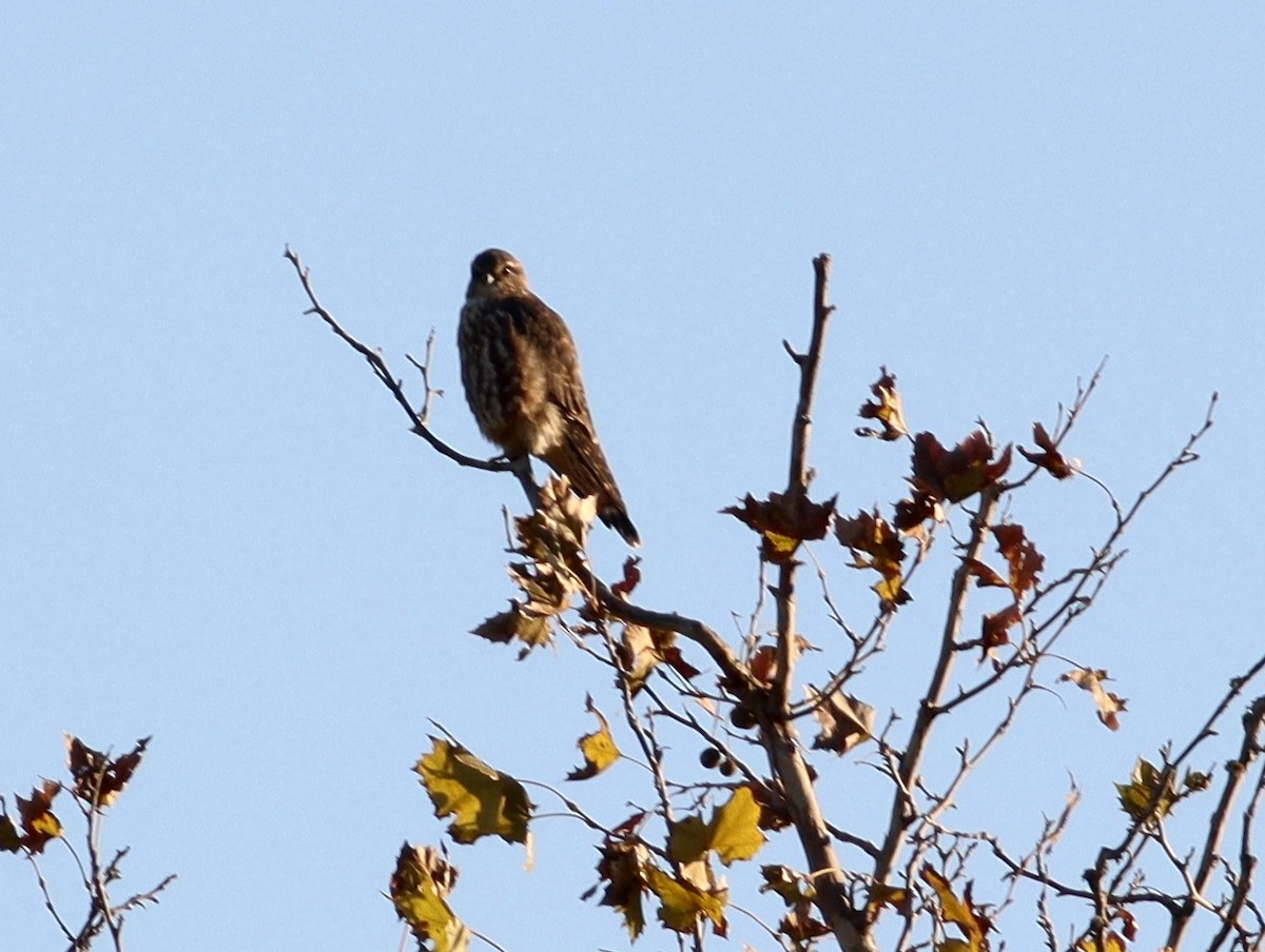 Merlin - ML626624287
