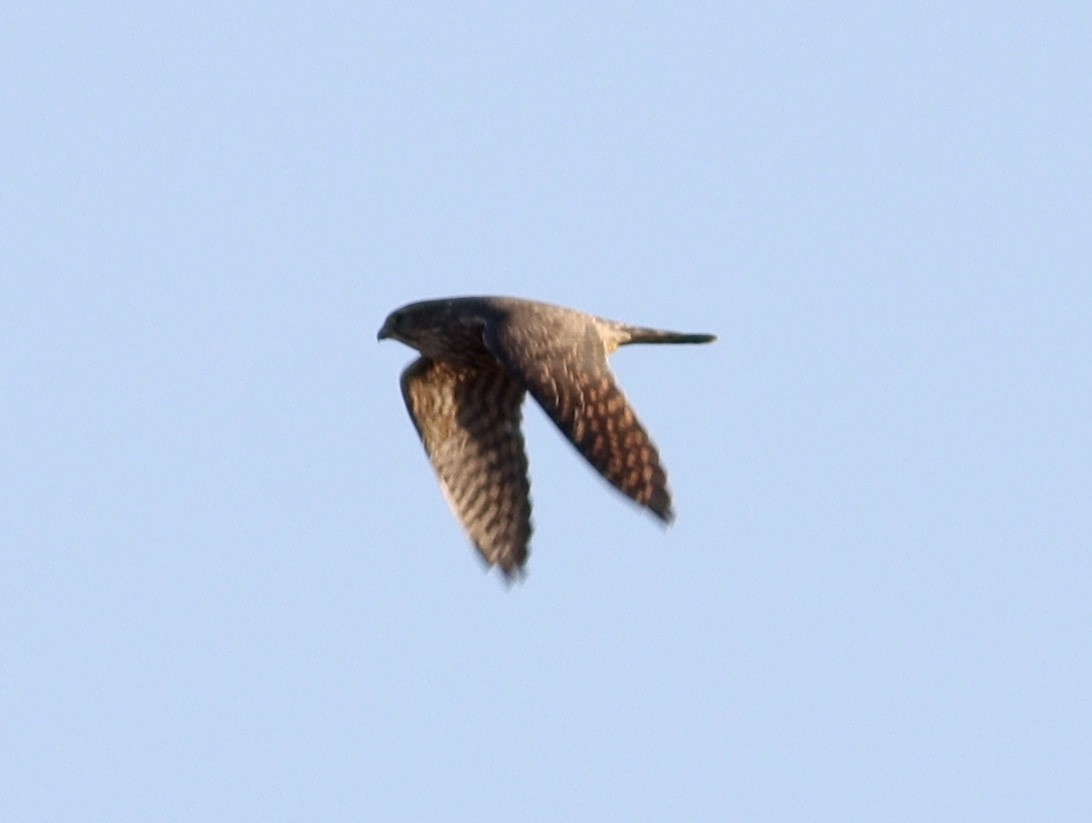 Merlin - ML626624288