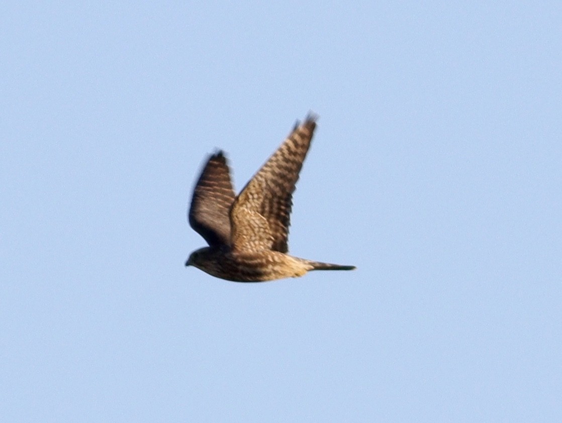 Merlin - ML626624289