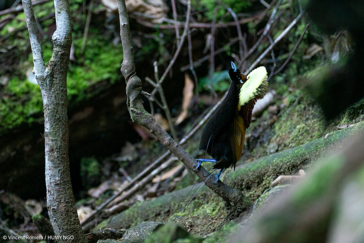 Magnificent Bird-of-Paradise - ML626624312