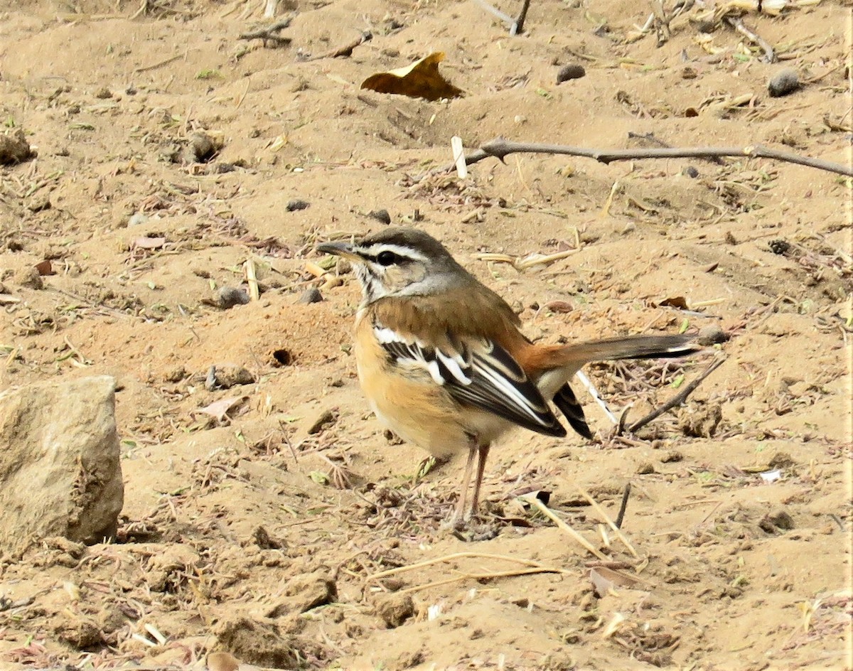 White-browed Scrub-Robin - ML626624341