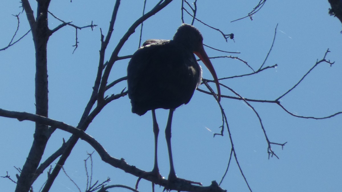 White Ibis - ML626624478