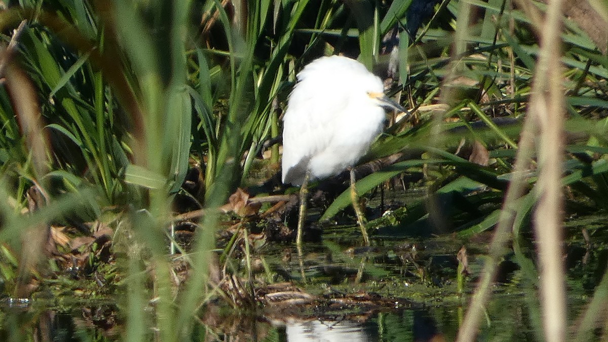 Snowy Egret - ML626624495