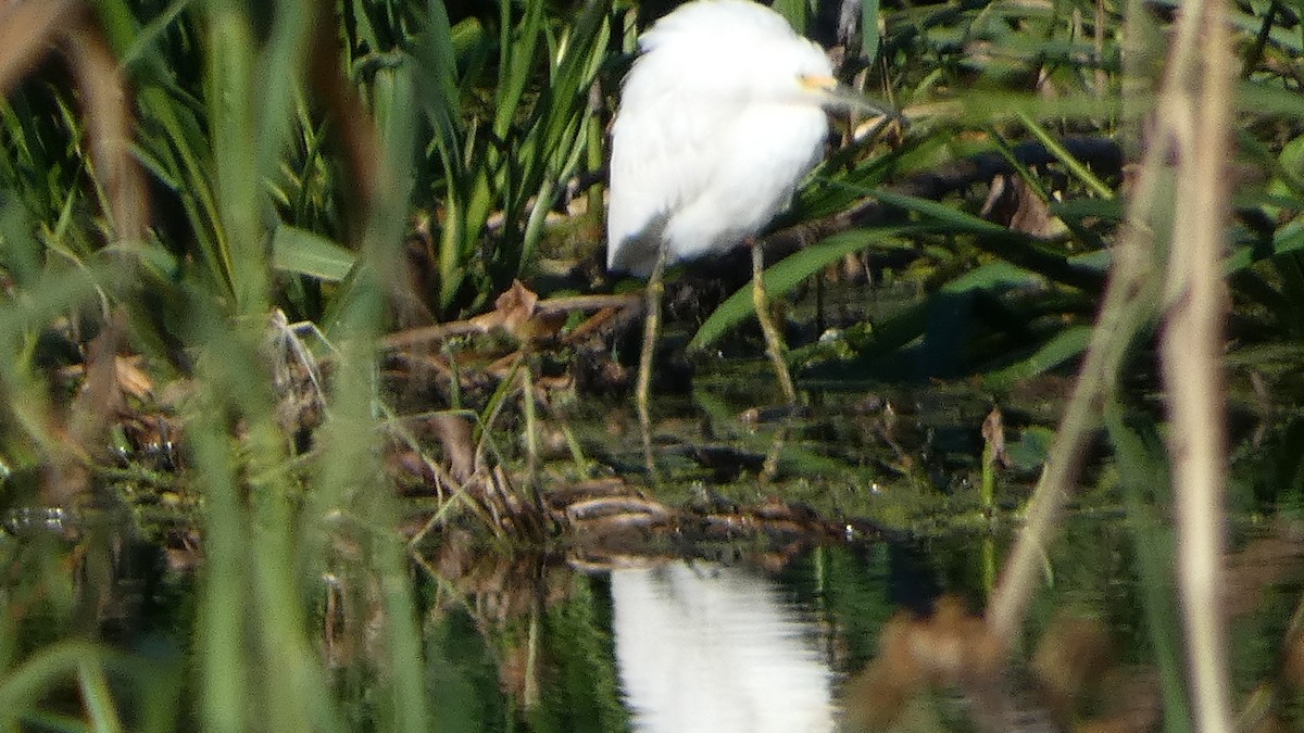 Snowy Egret - ML626624496