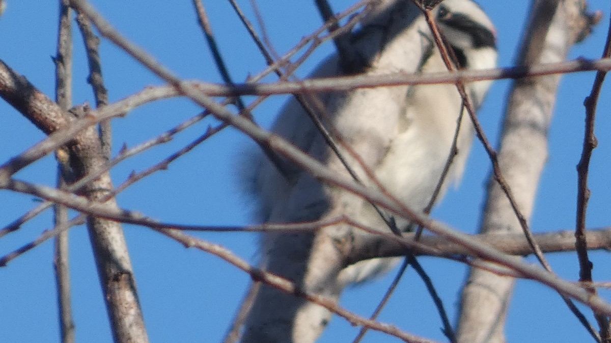 Downy Woodpecker - ML626624502