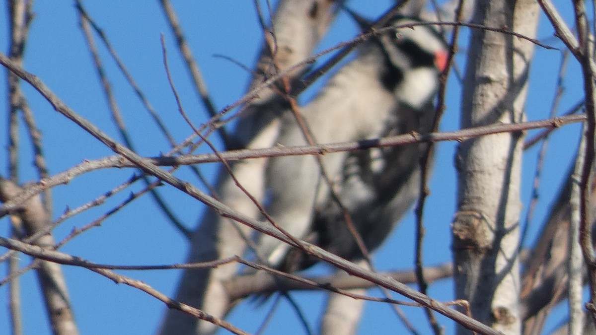 Downy Woodpecker - ML626624503