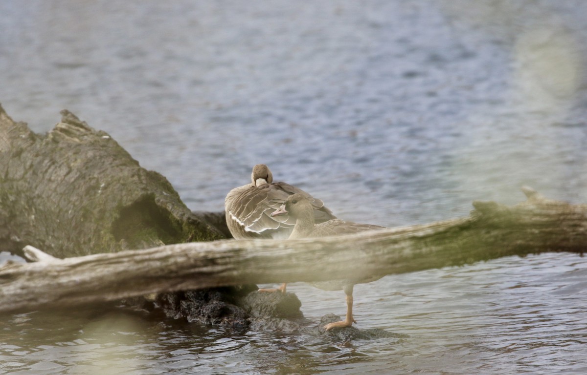 Greater White-fronted Goose (Western) - ML626624539