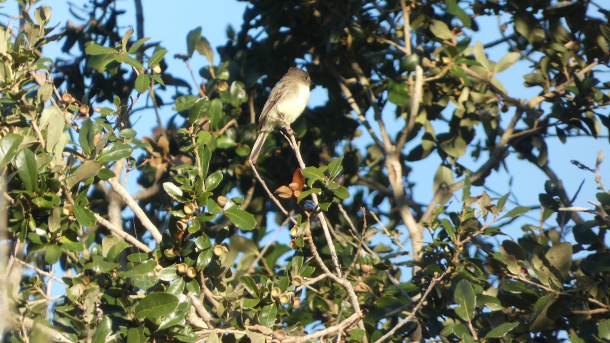 Eastern Phoebe - ML626624548