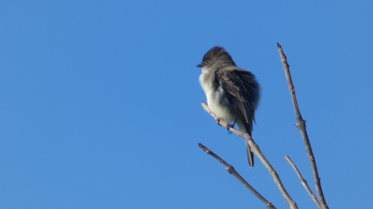 Eastern Phoebe - ML626624549