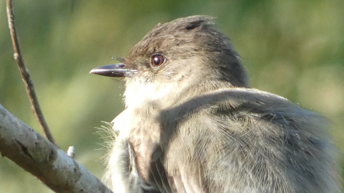 Eastern Phoebe - ML626624550