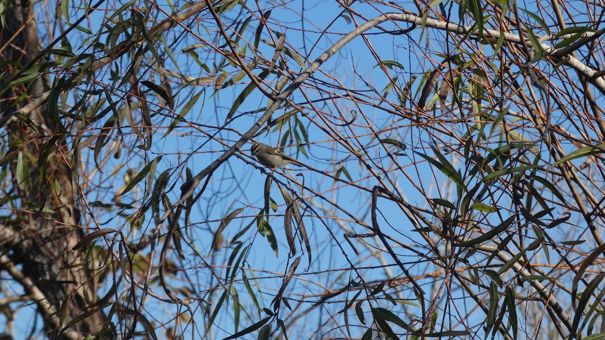 Golden-crowned Kinglet - ML626624570