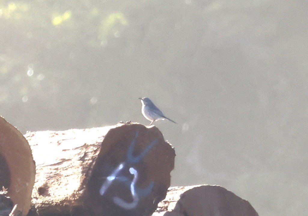 Sage Thrasher - ML626624579