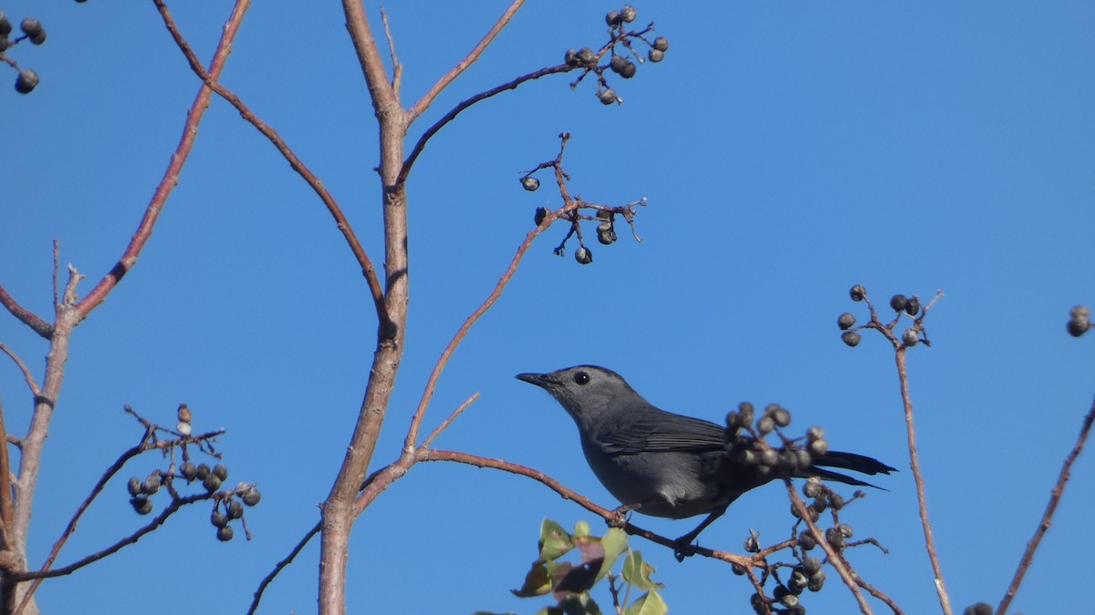 Gray Catbird - ML626624591