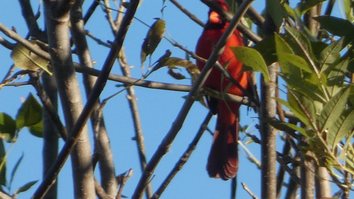 Northern Cardinal - ML626624604