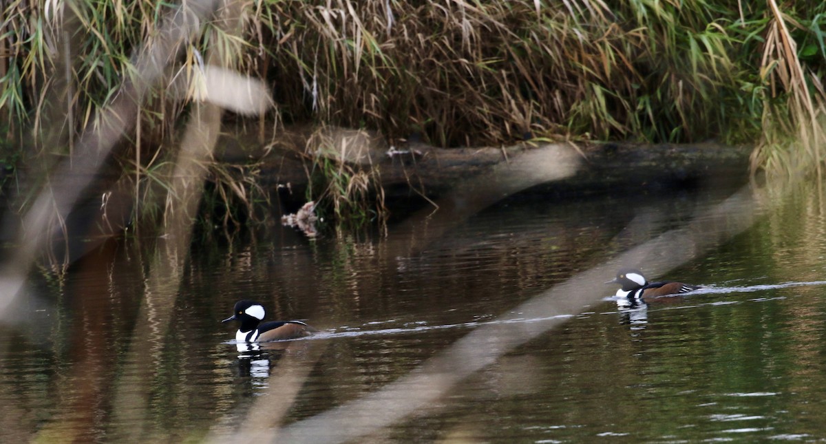 Hooded Merganser - ML626624616