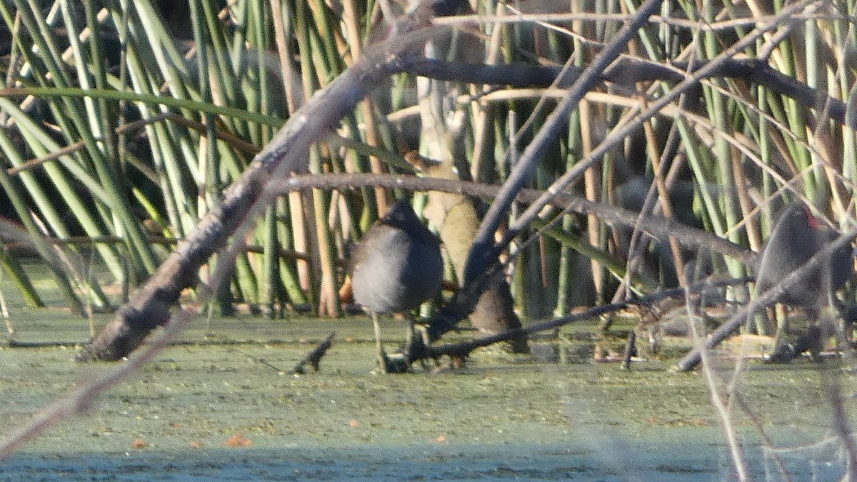 Common Gallinule - ML626624617