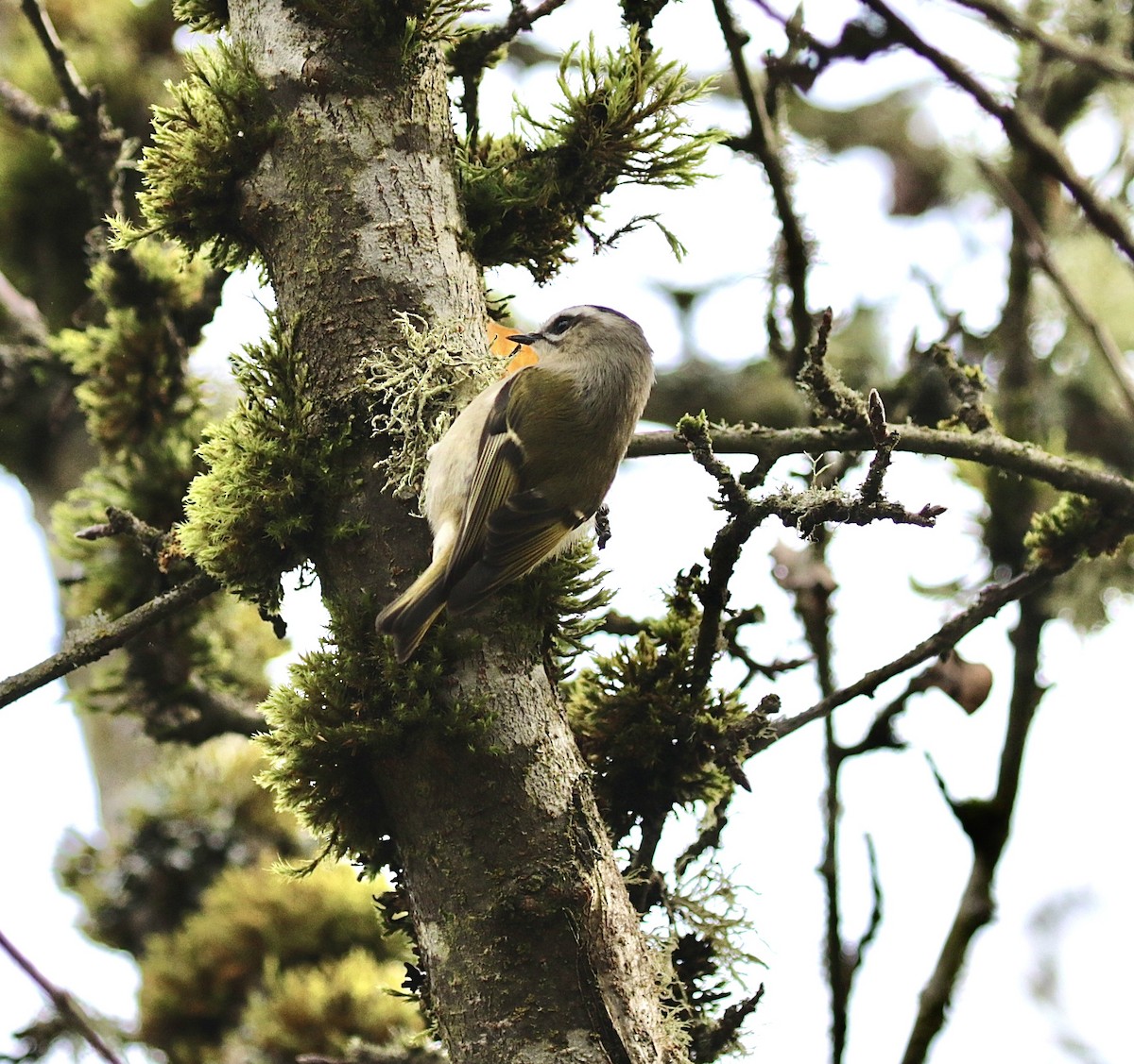 Golden-crowned Kinglet - ML626624629