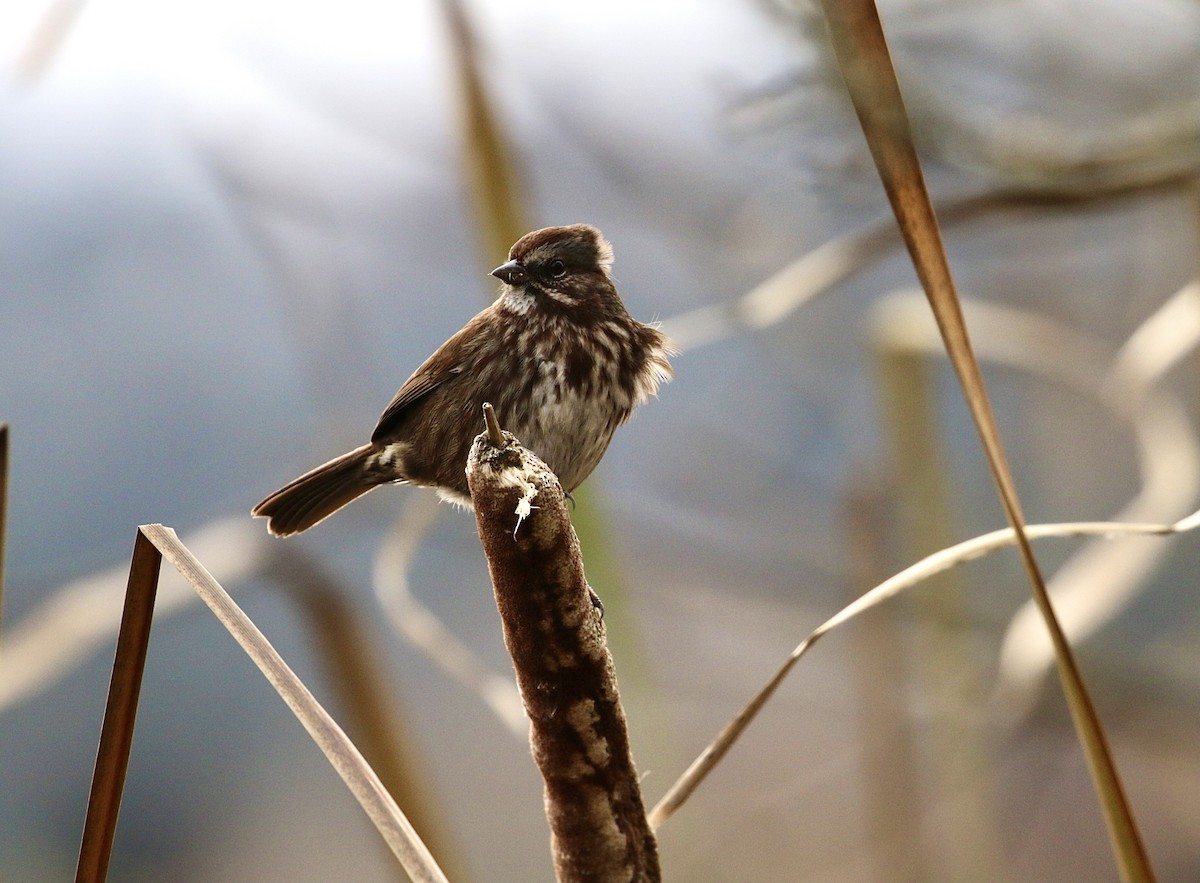 Song Sparrow - ML626624640