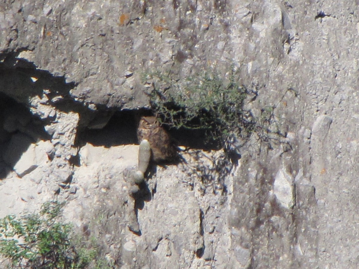 Lesser Horned Owl - ML626624709