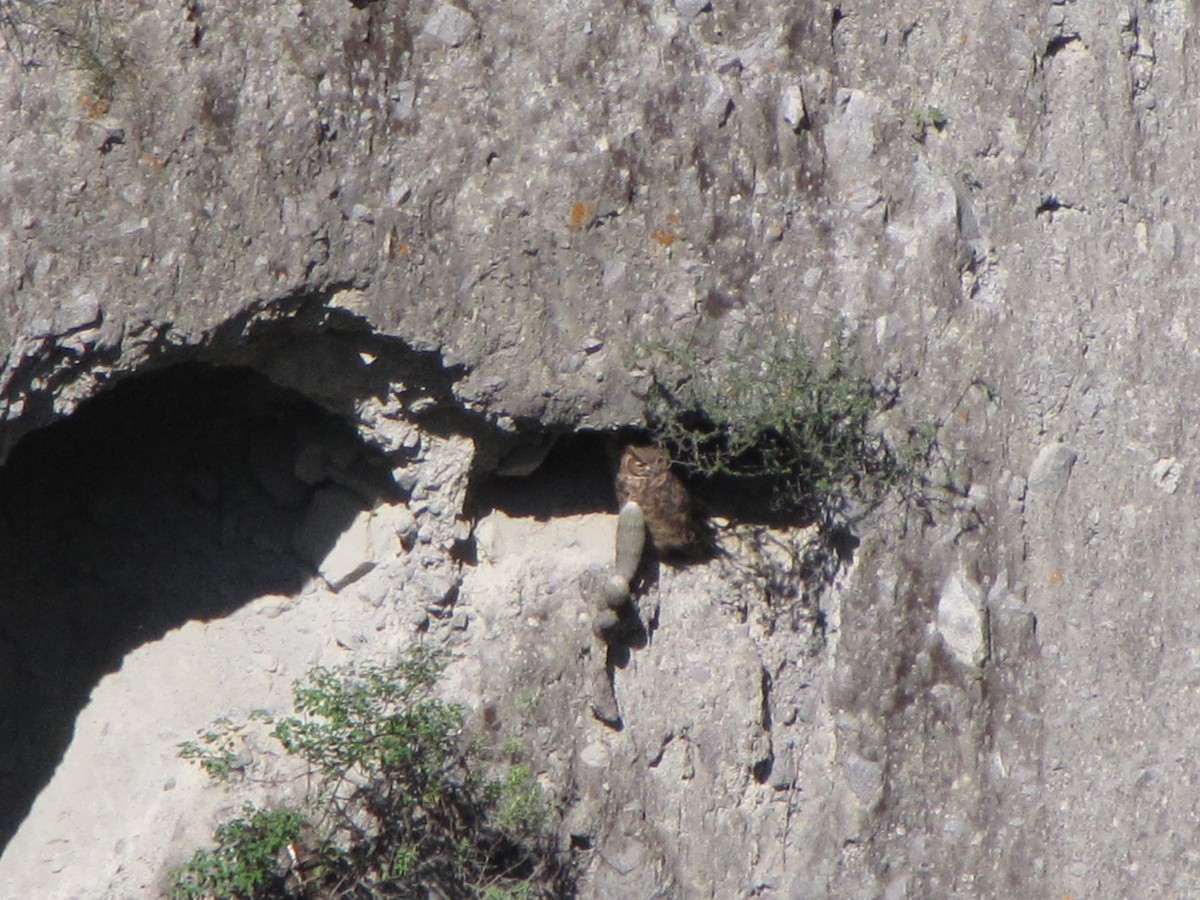 Lesser Horned Owl - ML626624710