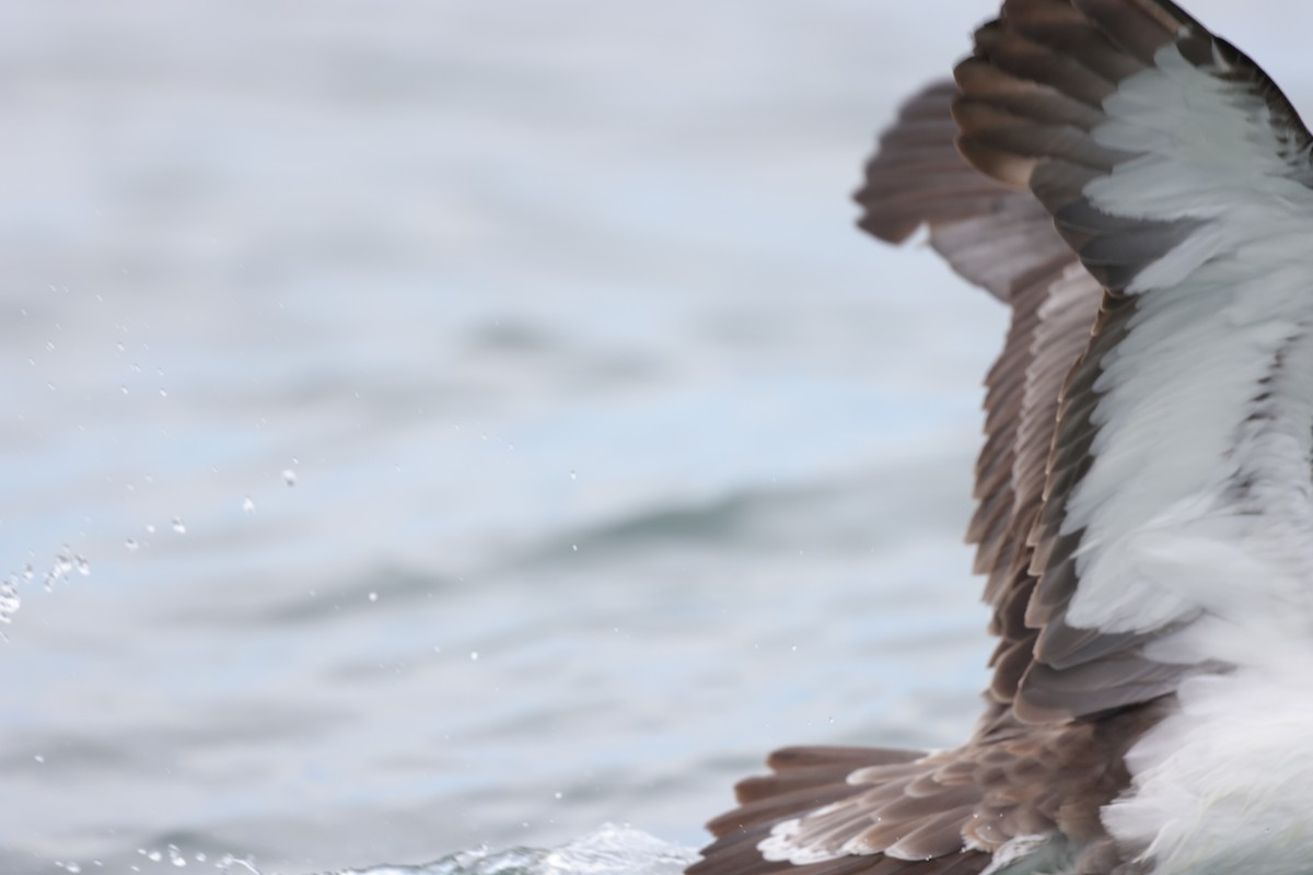 Cory's Shearwater - ML626624715