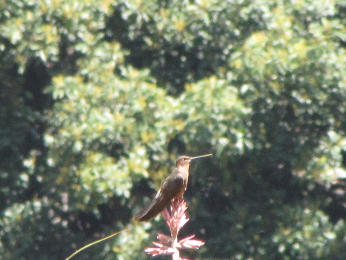 Giant Hummingbird - ML626624727