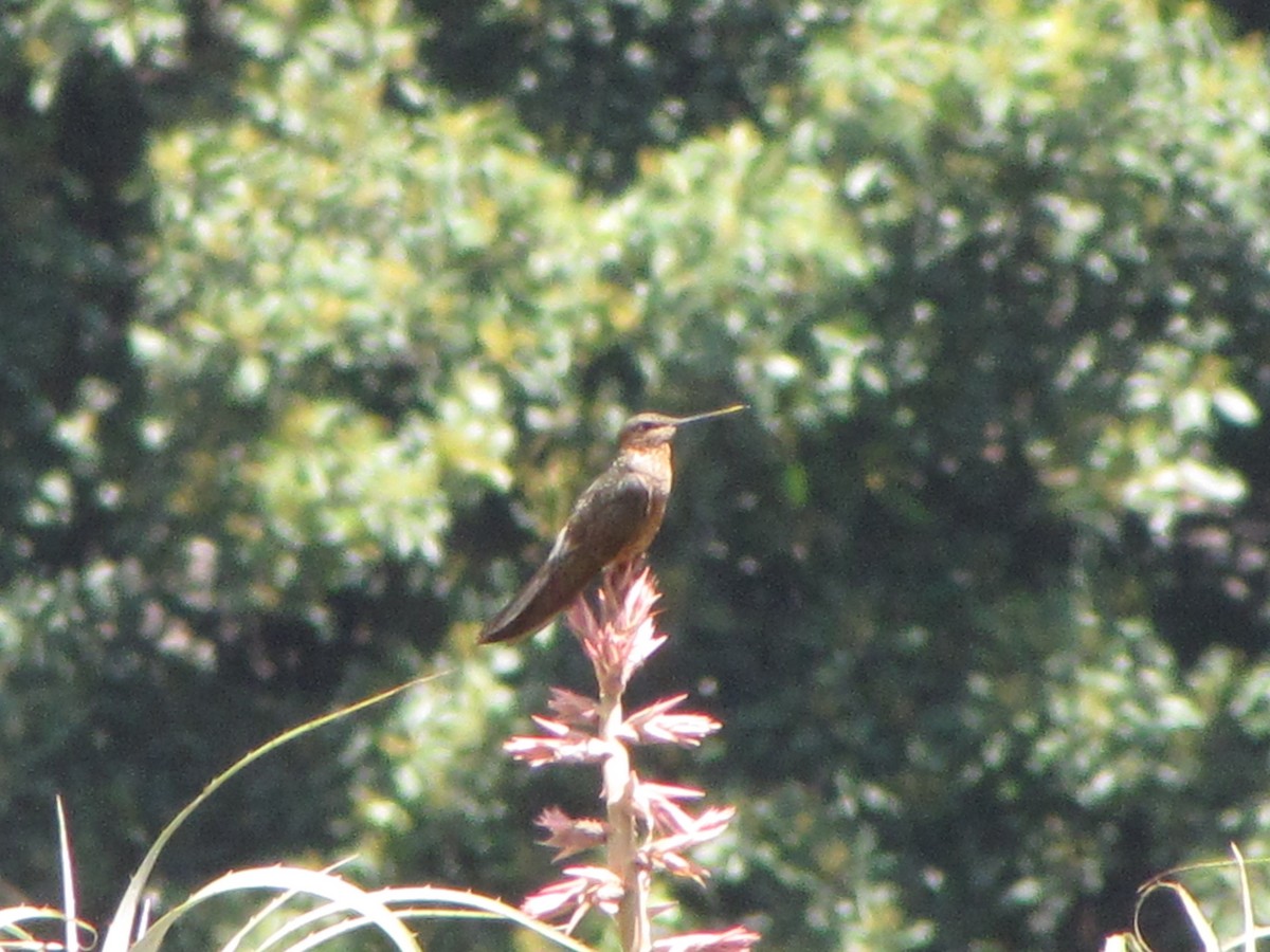 Giant Hummingbird - ML626624728