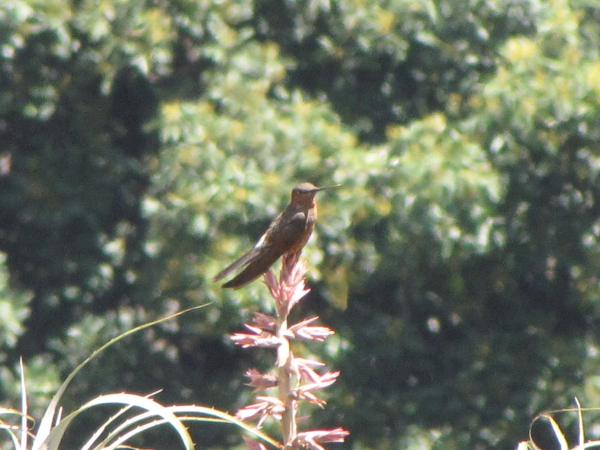 Giant Hummingbird - ML626624729