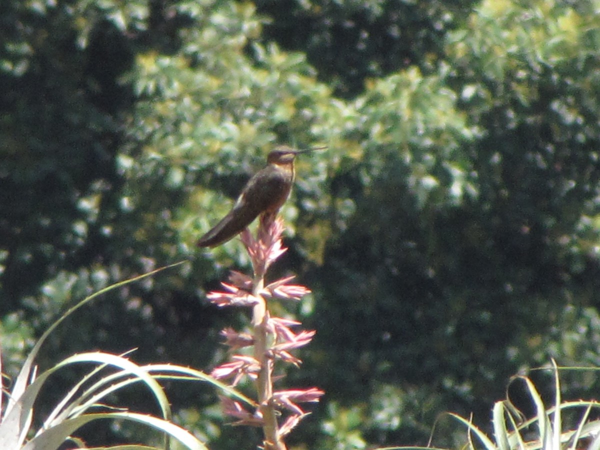 Giant Hummingbird - ML626624730