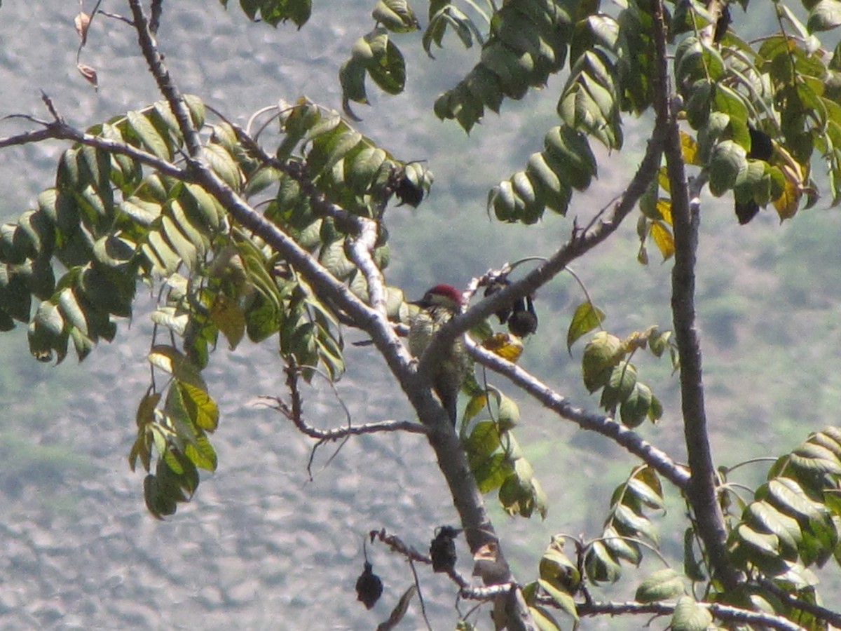 Black-necked Woodpecker - ML626624738