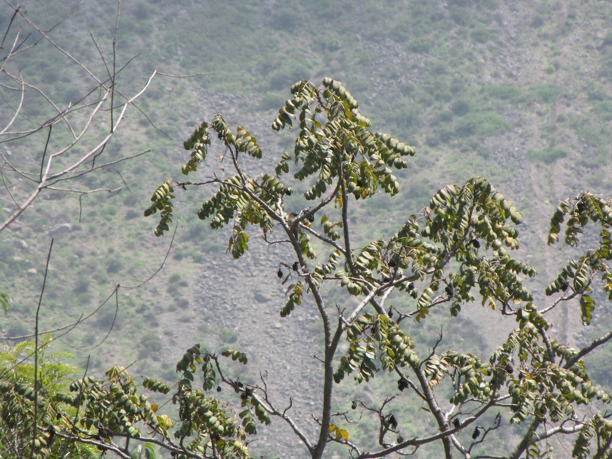 Black-necked Woodpecker - ML626624744