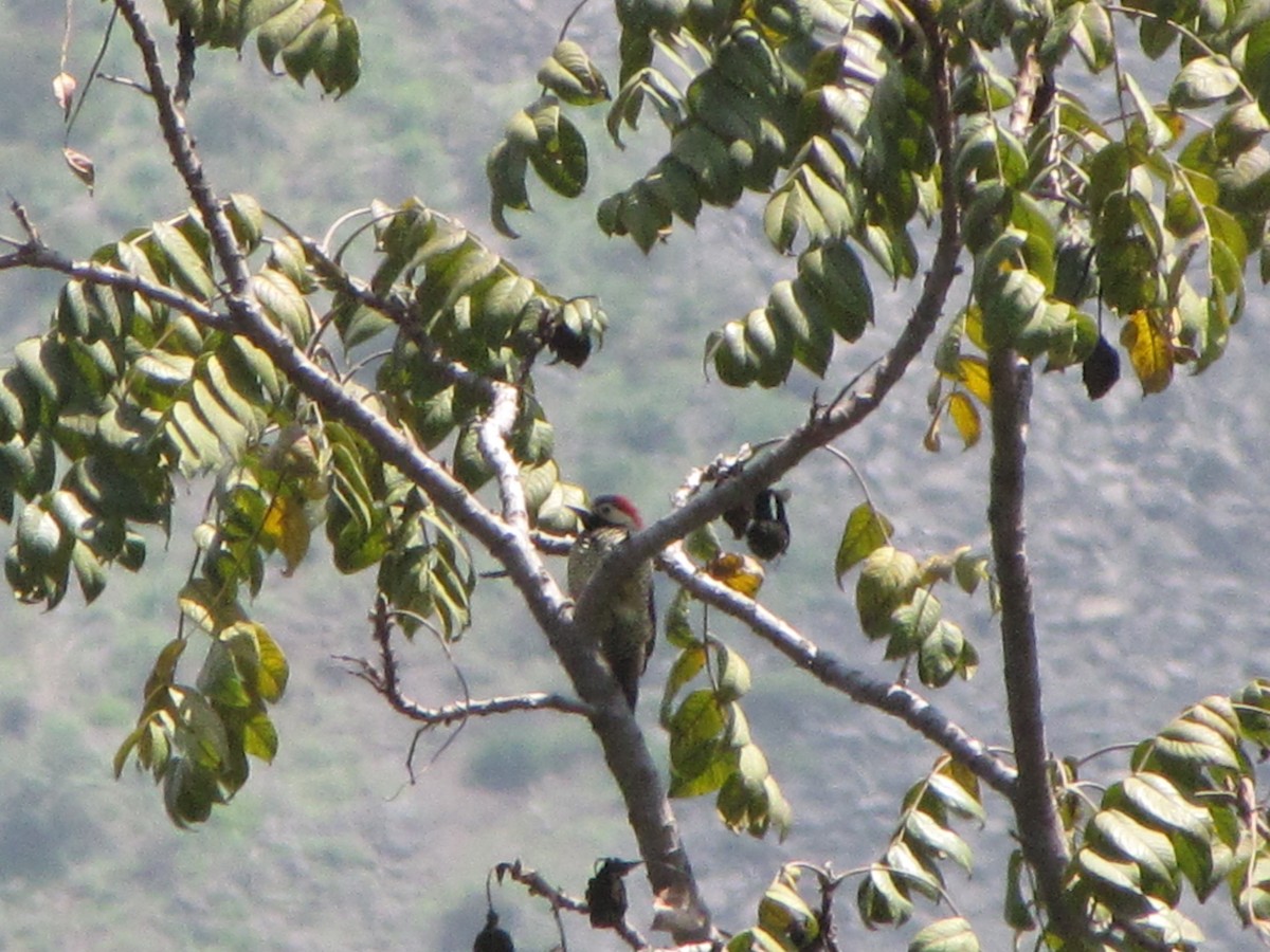 Black-necked Woodpecker - ML626624747